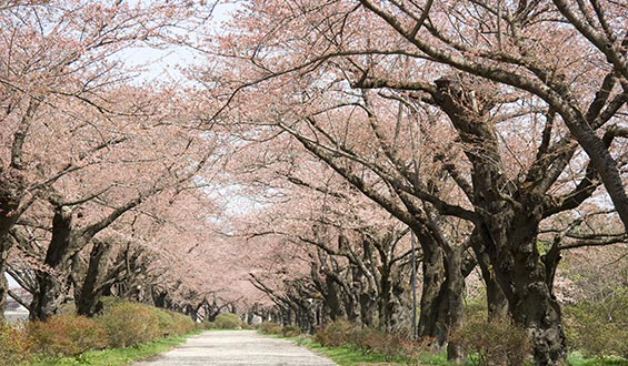 特定非営利活動法人いわてＮＰＯ－ＮＥＴサポート